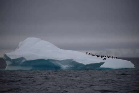 Um grupo de pinguins-de-barbicha caminha no topo de um iceberg a flutuar perto do Canal Lemaire, na Antártica