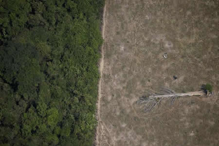 Uma árvore caída numa área da selva amazónica que foi cortada por madeireiros e fazendeiros perto de Porto Velho, Estado de Rondónia, Brasil