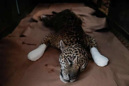 Um jaguar chamado Ousado descansa durante o tratamento às queimaduras nas patas sofridas durante um incêndio no Pantanal, no Estado de Goiás, Brasil
